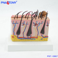 PNT-0887cc Plastic Biological Dog Anatomy (Canine ) Skin Model